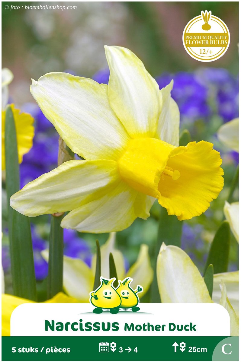 3 Zakjes Botanische Narcis Mother Duck maat 12/+