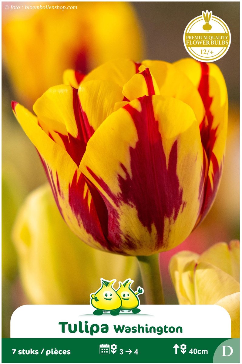 2 Zakjes Triumph Tulpen Washington maat 12/+