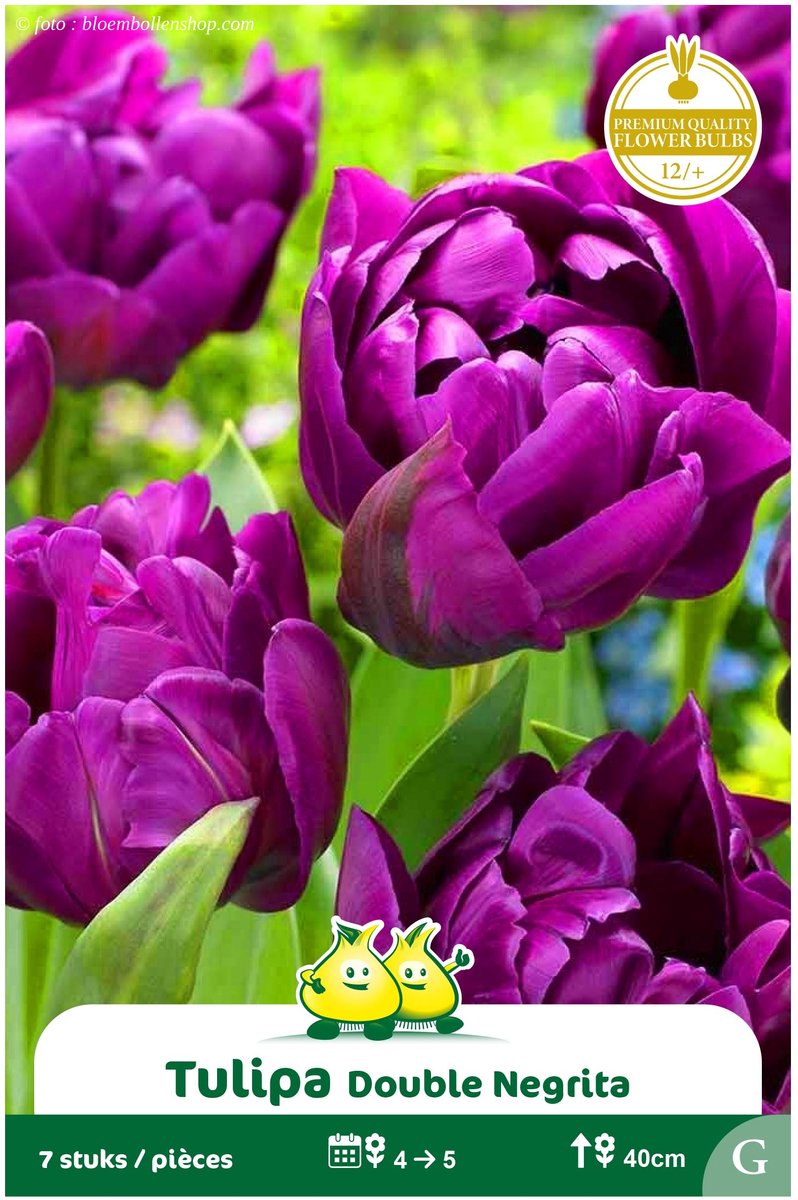 25 Bollen Dubbele Tulpen Negrita maat 12/+
