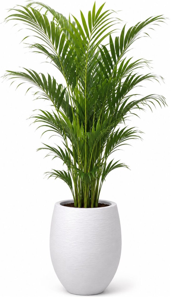 EDA Bloempot / plantenpot Graphit - rond - kunststof - creme wit - D50 x H60 cm - dubbelwandig - buiten