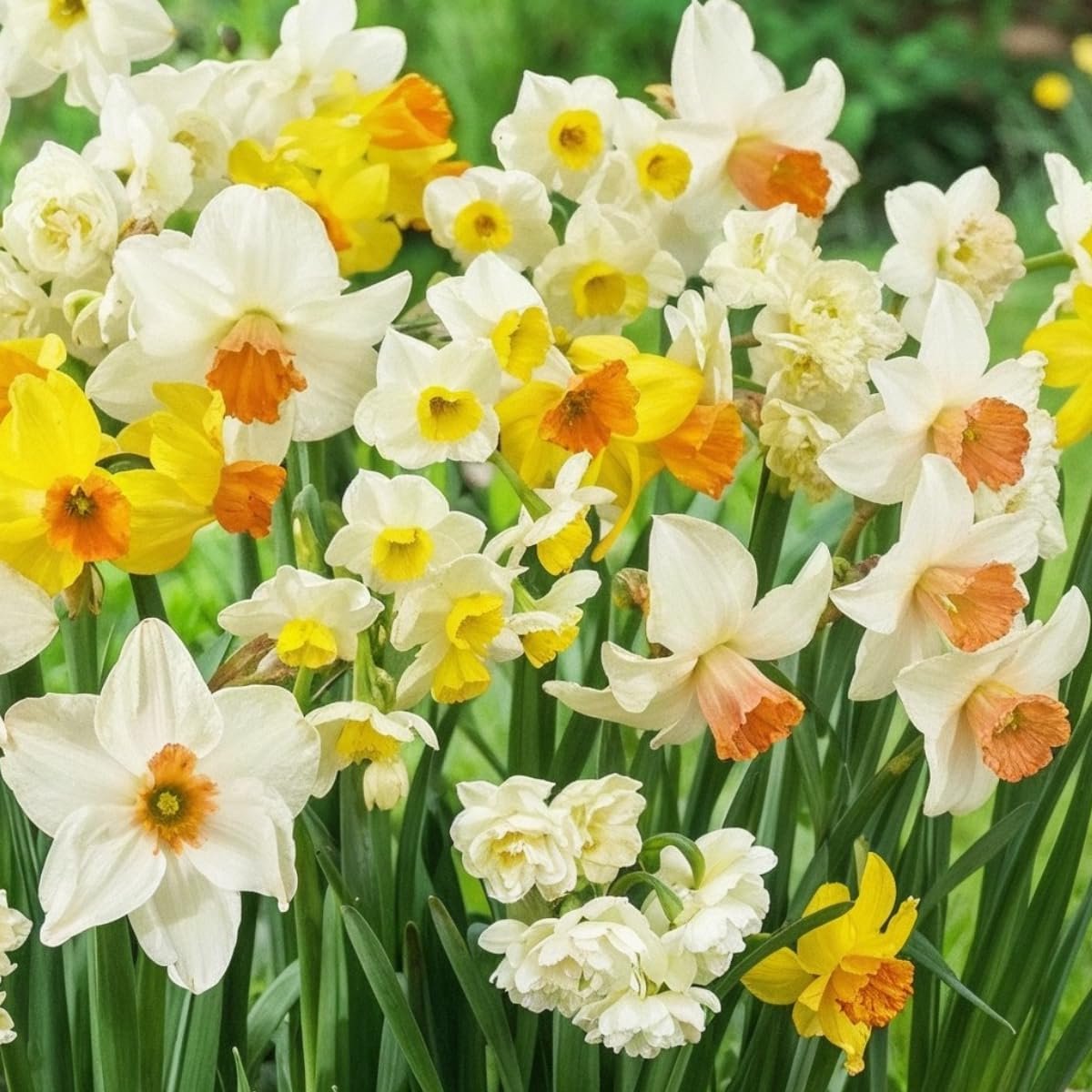 SnelShoppen - Budget geurende narcissenbollen collectie - 25 winterharde bloembollenmix uit Nederland - 6-7 soorten voor tuin en potten - Meerjarig en