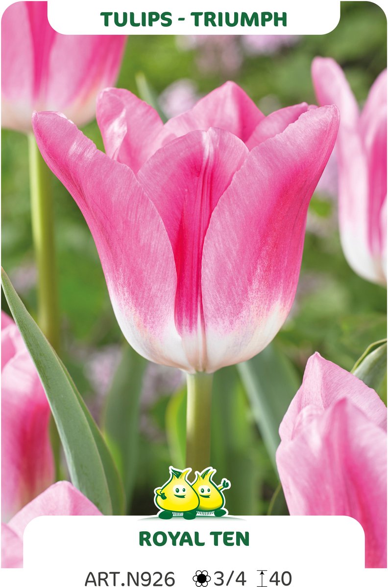 25 Bollen Triumph Tulpen Royal Ten maat 12/+