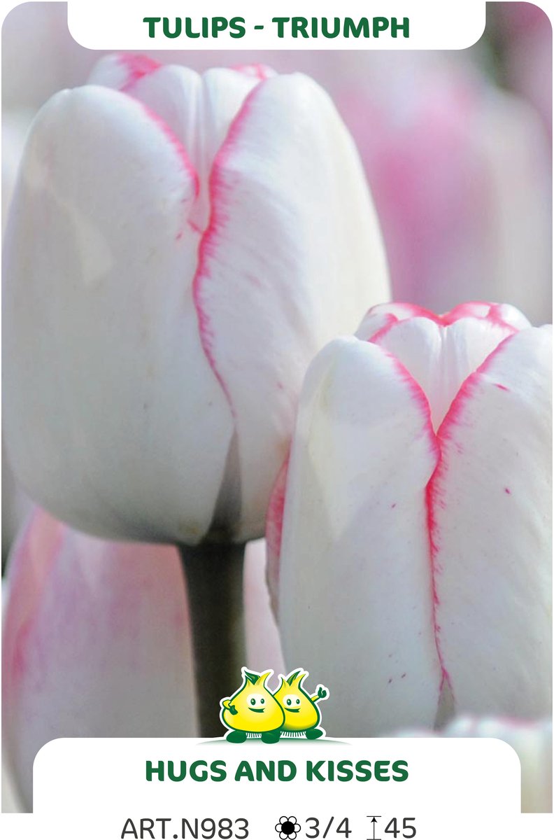 25 Bollen Triumph Tulpen Hugs and Kisses maat 12/+