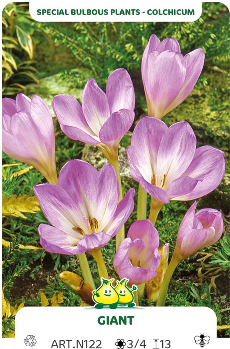 5 Bollen Colchicum Giant maat 20/+