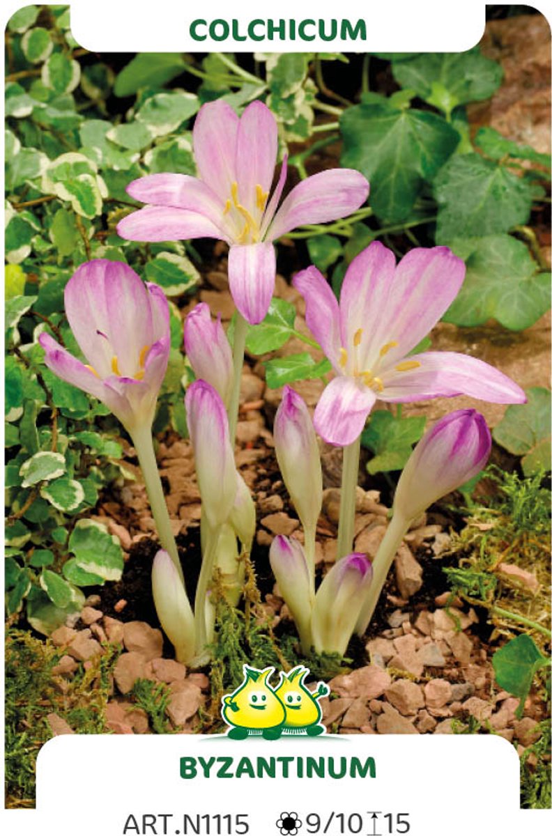 3 Bollen Colchicum Byzanthius maat 20/+