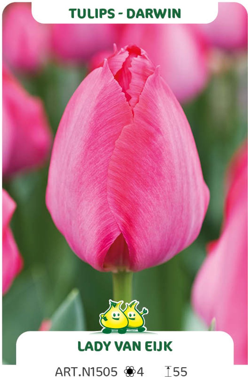 25 Bollen Darwin Tulpen Lady van Eijk maat 12/+