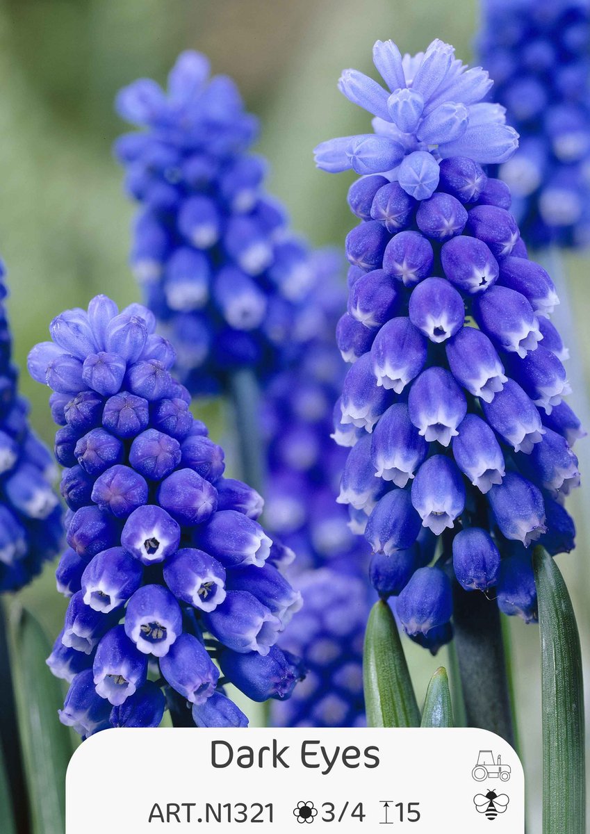 30 Bollen Muscari Dark Eyes maat 8/+
