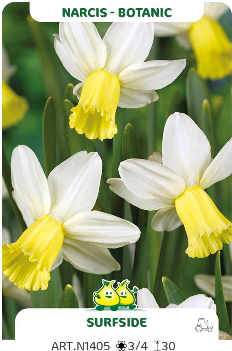 15 Bollen botanische Narcis Surfside maat 12/14
