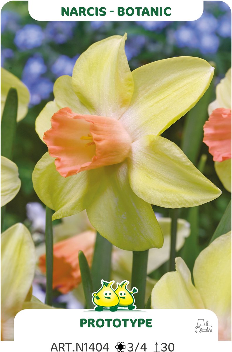15 Bollen Botanische Narcis Prototype maat 12/14