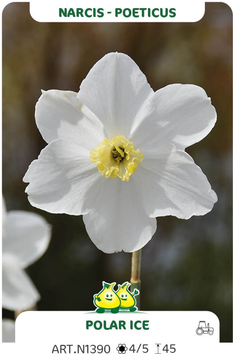 10 Bollen Narcis Poeticus Polar Ice maat 14/16