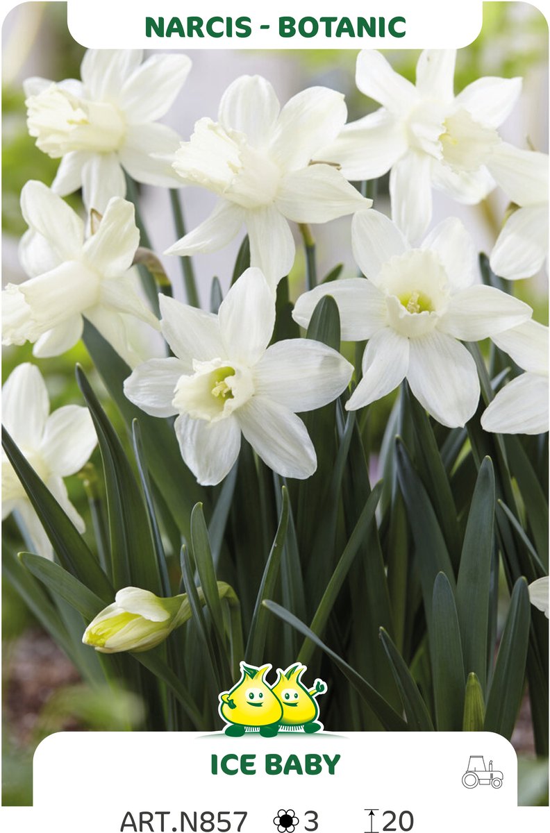 20 Bollen Botanische Narcis ice Baby maat 8/+