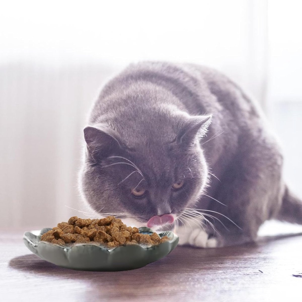 6 stuks voederbakken voor katten, platte kattenbakken van keramiek, kleurrijke kattenbakken voor kittens en kleine dieren, kattenvoerbak, kattenkom, platte voederbak voor kat