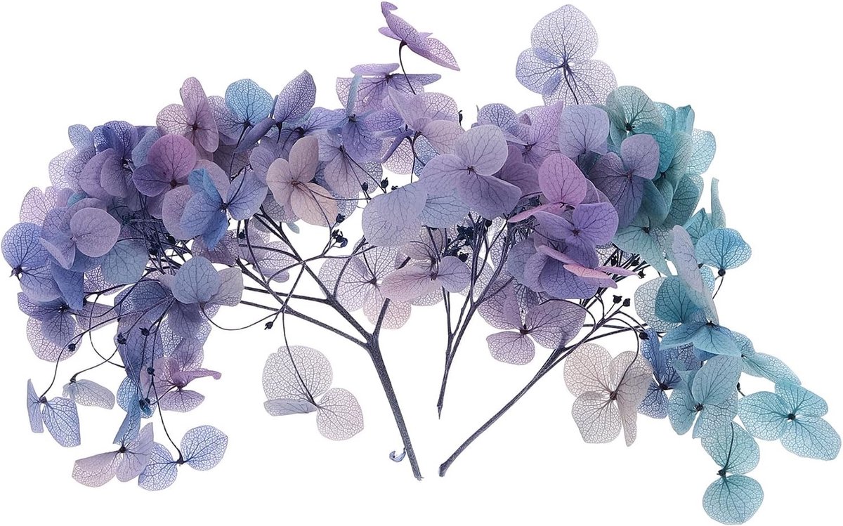 Gedroogde hortensia bloem, 10 g natuurlijke geperste bloemen echte hortensia's bloemblaadjes voor doe-het-zelf hars ambachten kaart bloemen cadeau kaars maken decor, gradiënt lichtblauw paars