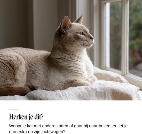 Een beige kat ligt op een sprei en kijkt uit het raam. Tekst onderaan: Herken je dit? Woont je kat met andere katten of gaat hij naar buiten en let je dan extra op zijn luchtwegen?