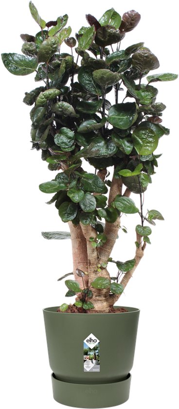 Donkergroene kamerplant met dikke, vertakte stam en glanzende bladeren in een matgroene pot.
