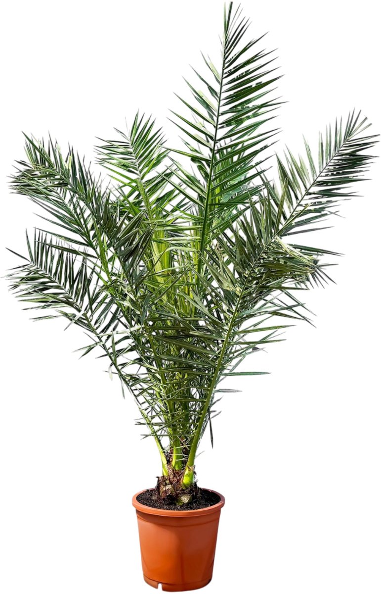 Dailygoods - Canarische Dadelpalm - Phoenix Canariensis - 160-180cm hoog