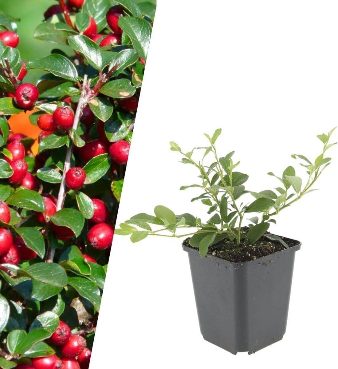 Dwergmispel Planten - Bodembedekker Struiken - Tuin Opvullen - Wintergroen Groen Tapijt - 48 Stuks - Groen