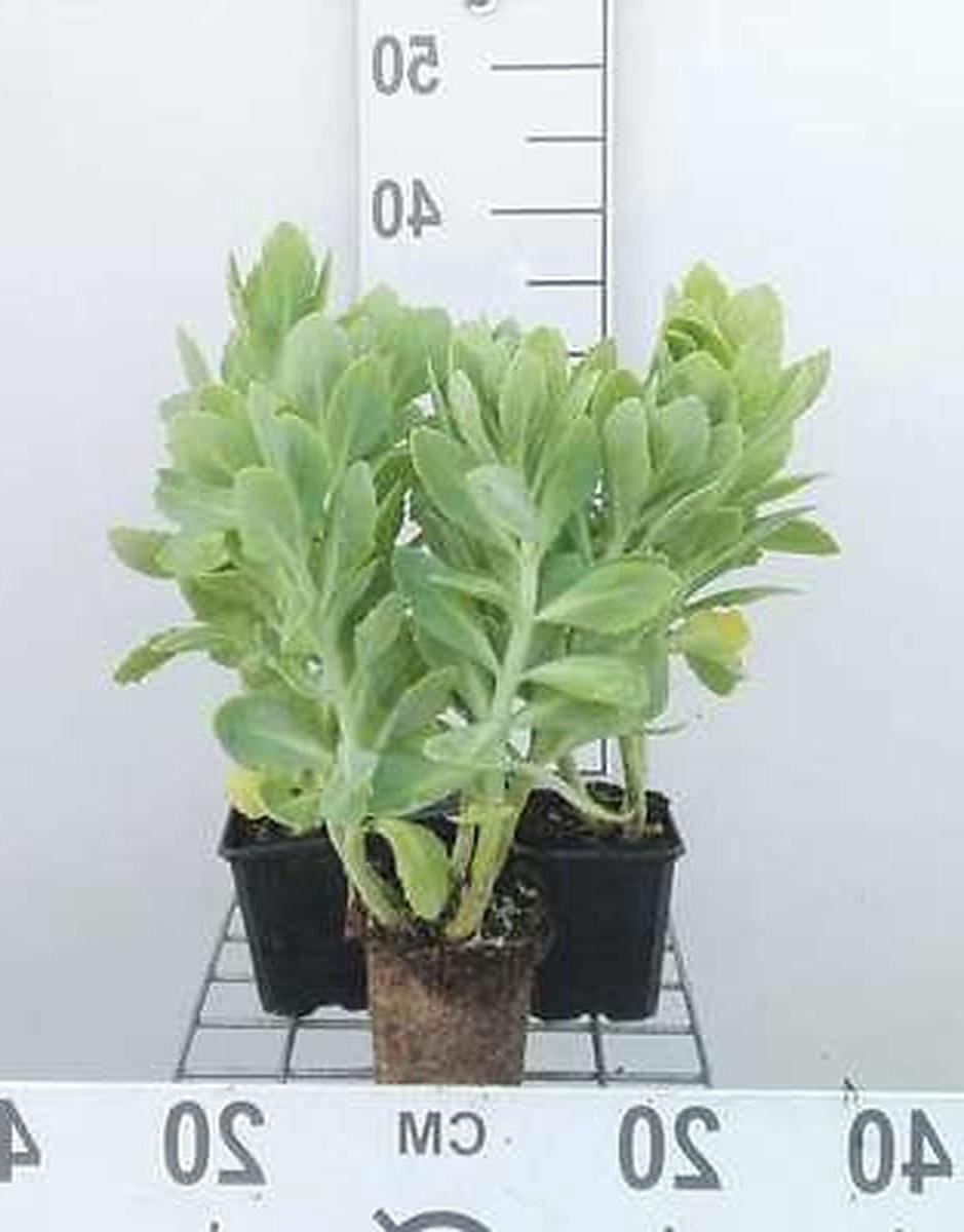 Vetplanten Stardust - Sedum planten - Tuin decoratie - Zelfvoorzienend en onderhoudsarm - 6 stuks - Groen