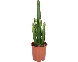 Trendyplants - Euphorbia Acrurensis - Cactus - Hoogte 50-70 cm - Potmaat Ø24cm