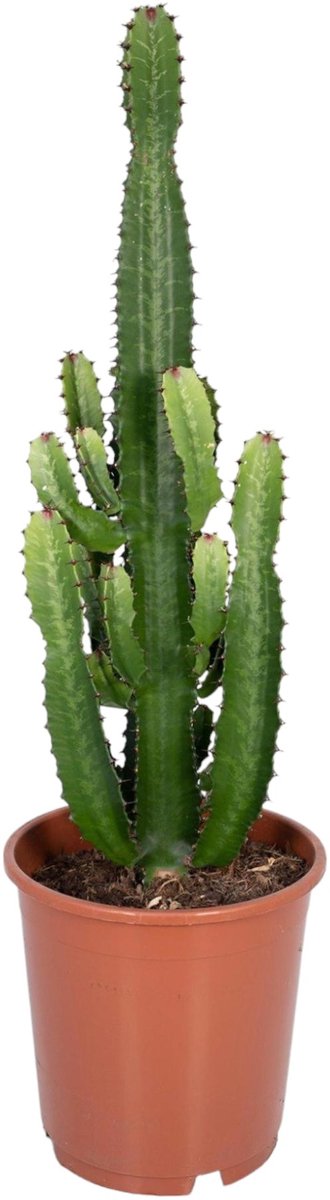 Trendyplants - Euphorbia Acrurensis - Cactus - Hoogte 50-70 cm - Potmaat Ø24cm