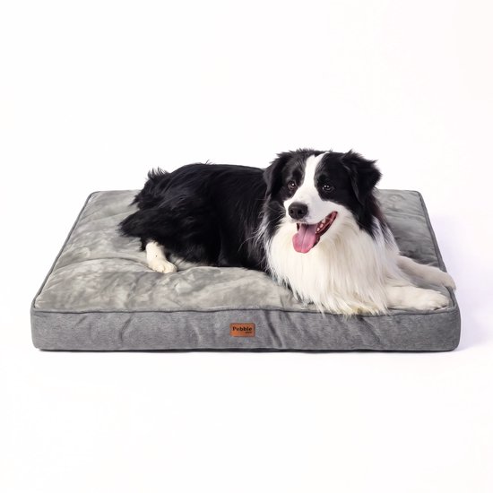 Bordercollie op een grijs, orthopedisch hondenkussen op een witte achtergrond.