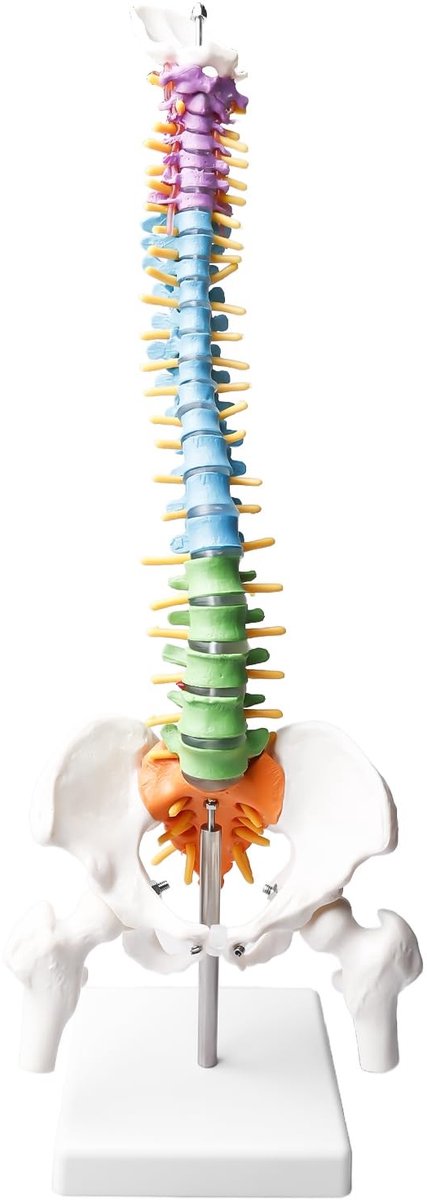 SolidKeus - Flexibel Anatomisch Model van de Menselijke Wervelkolom 45cm