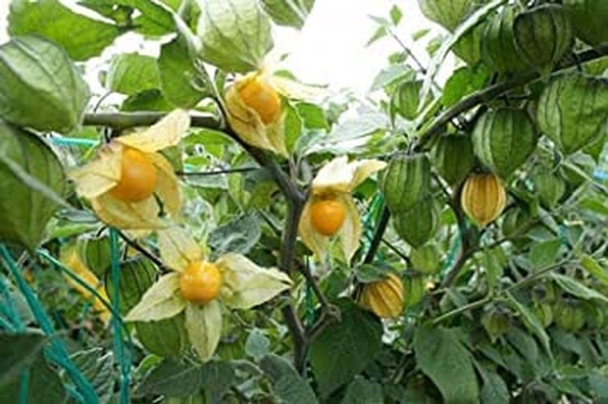 Elzusha - 10 Zaden Goldenberry (Physalis Peruviana)