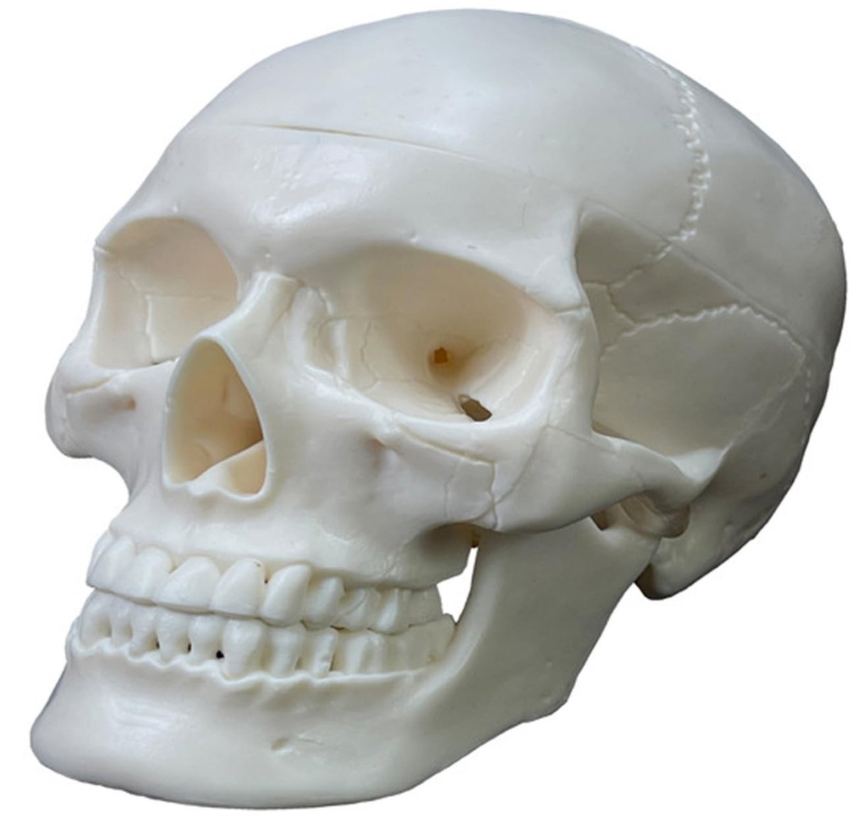 Anatomisch Schedelmodel - 3-delig met studiehandleiding