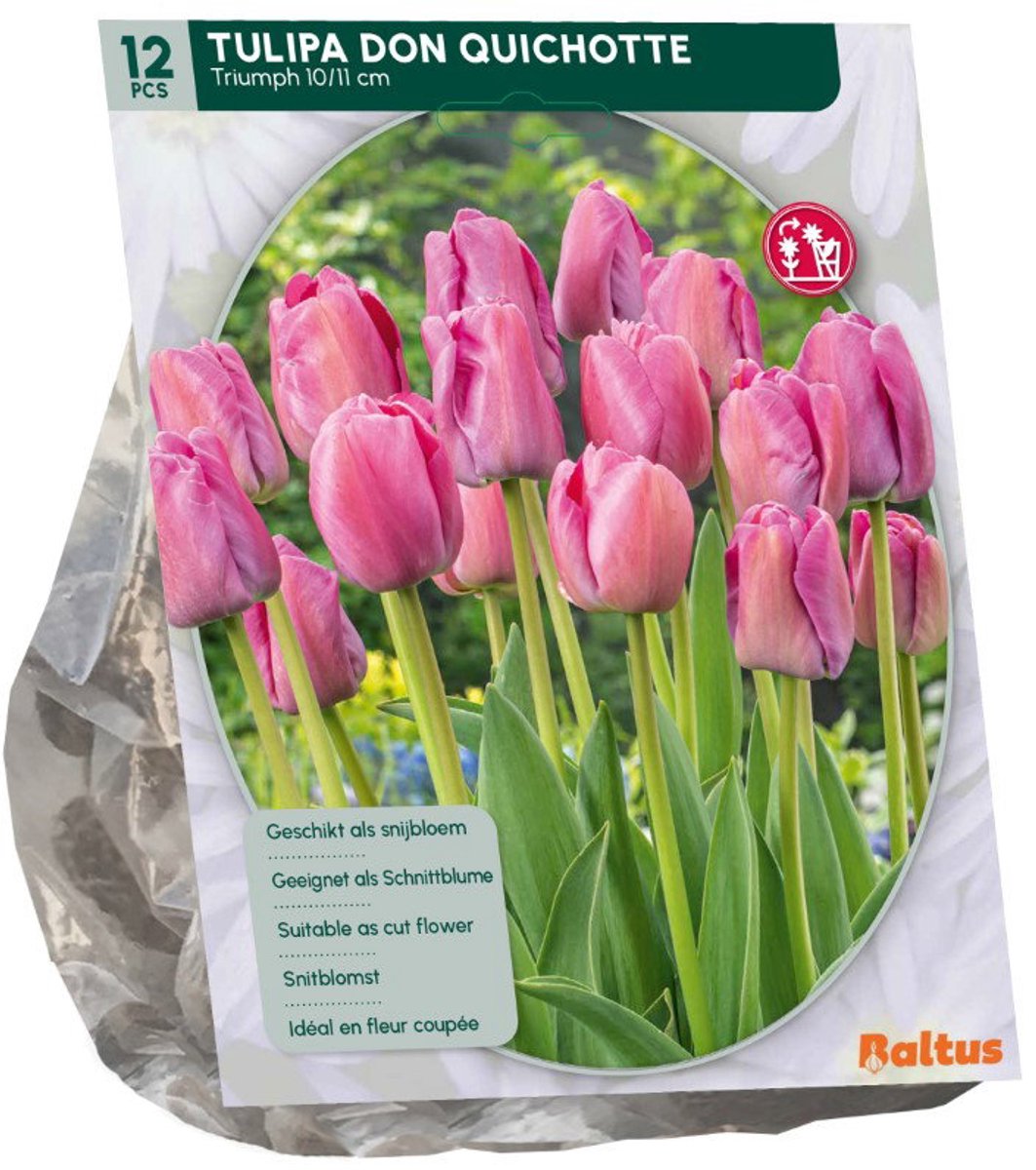 Tulipa Don Quichotte 12 stuks bloembollen Baltus