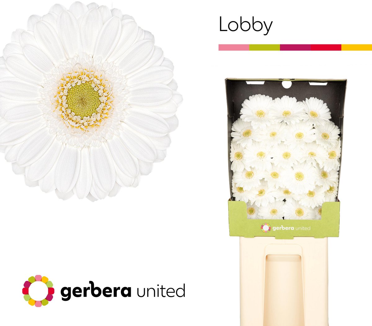 25x Germ.lobby 70cm