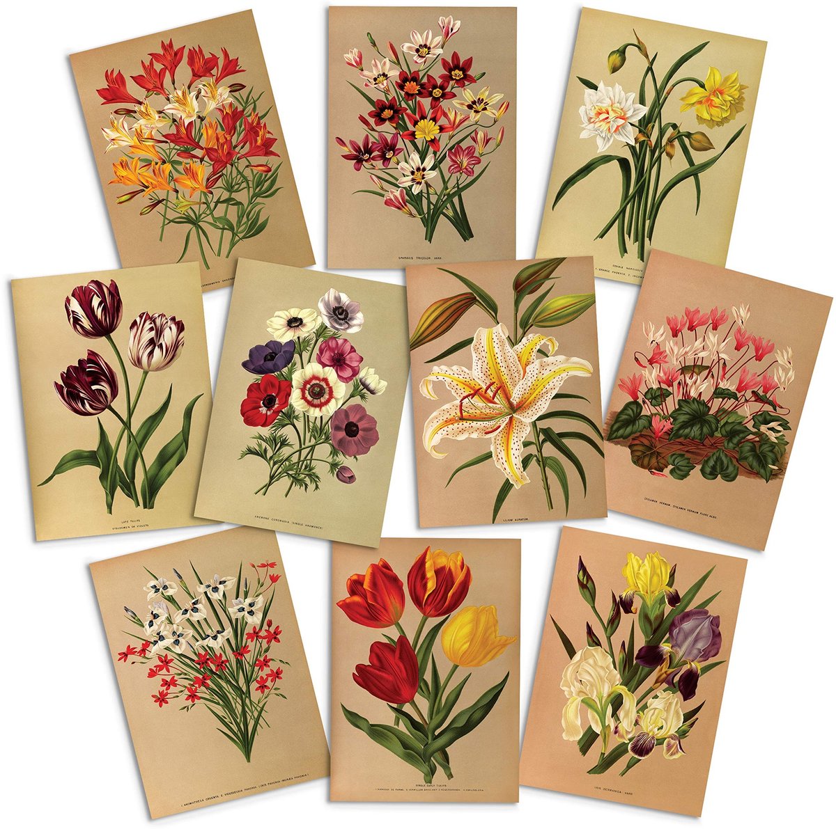 Wenskaarten Set van 10 - Botanische Kunst met Enveloppen