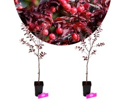 Set van 2 Rode kerspruim - Prunus Cerasifera - Hoogte 60cm - 9cm pot
