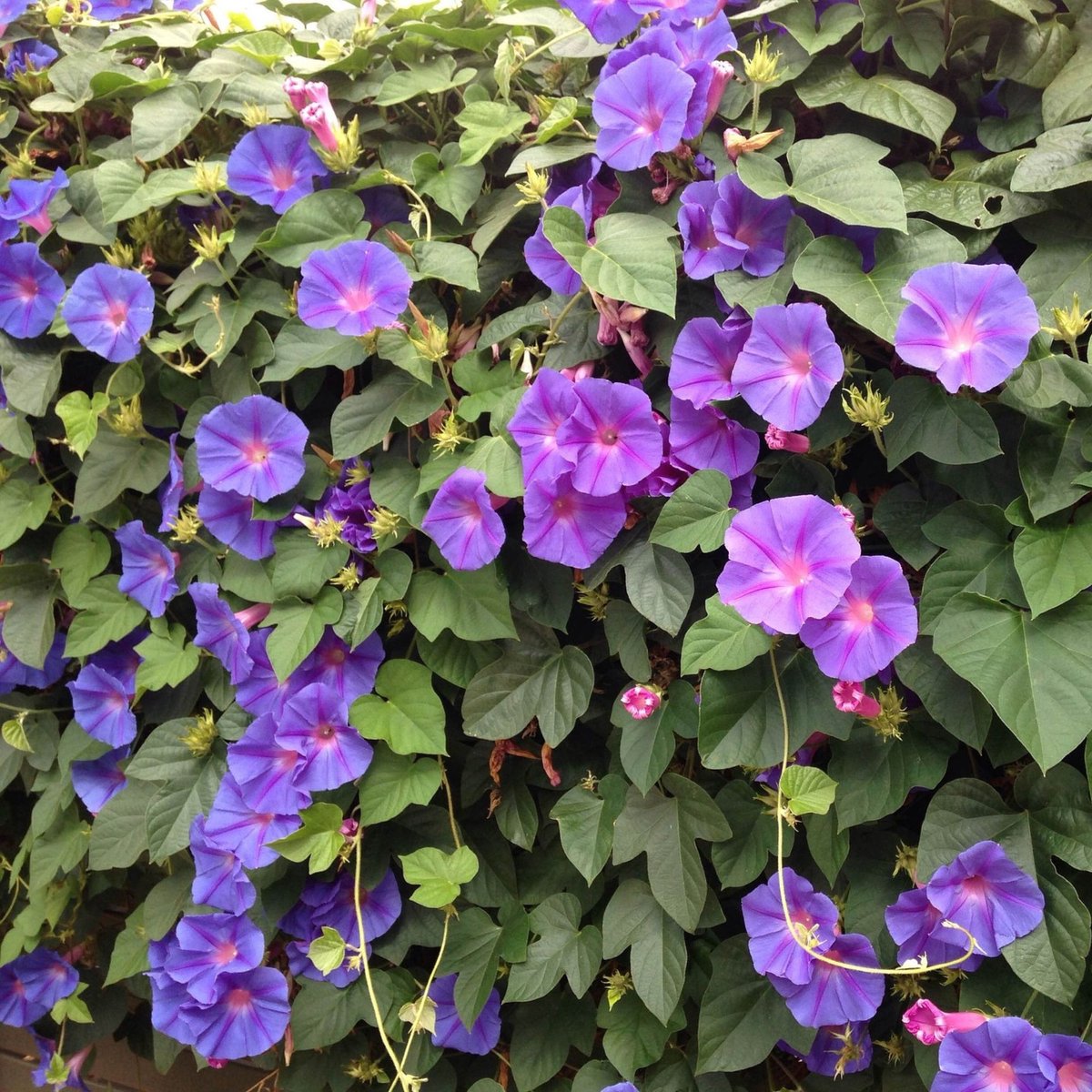 Ipomoea Grandiflora - Blauwe Winde - Klimplant - Vaste planten