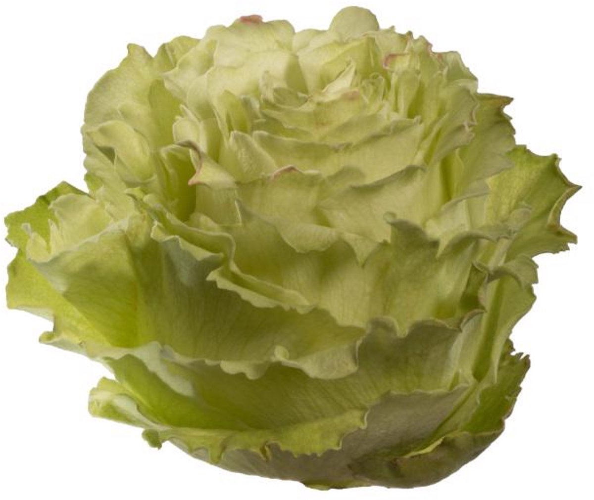 25x Rosa lemonade 50cm