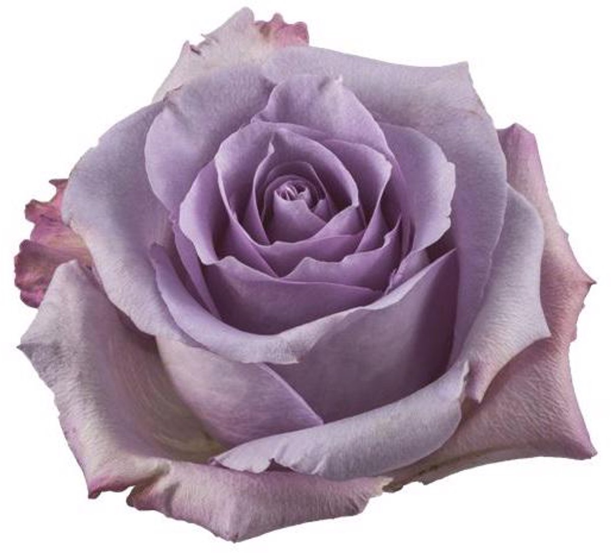 20x Rosa ocean song 50cm