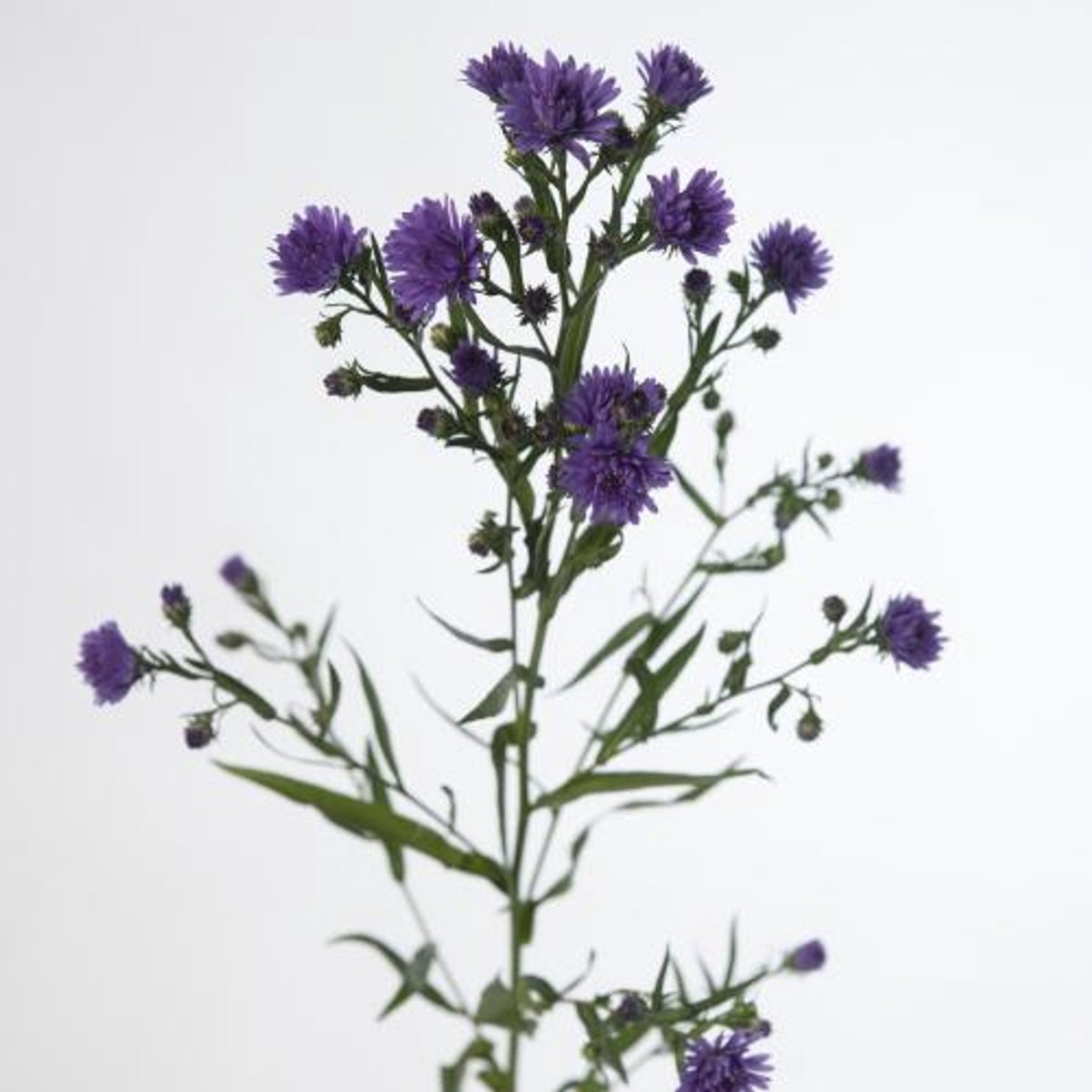 25x Aster teeny tiny blue 70cm
