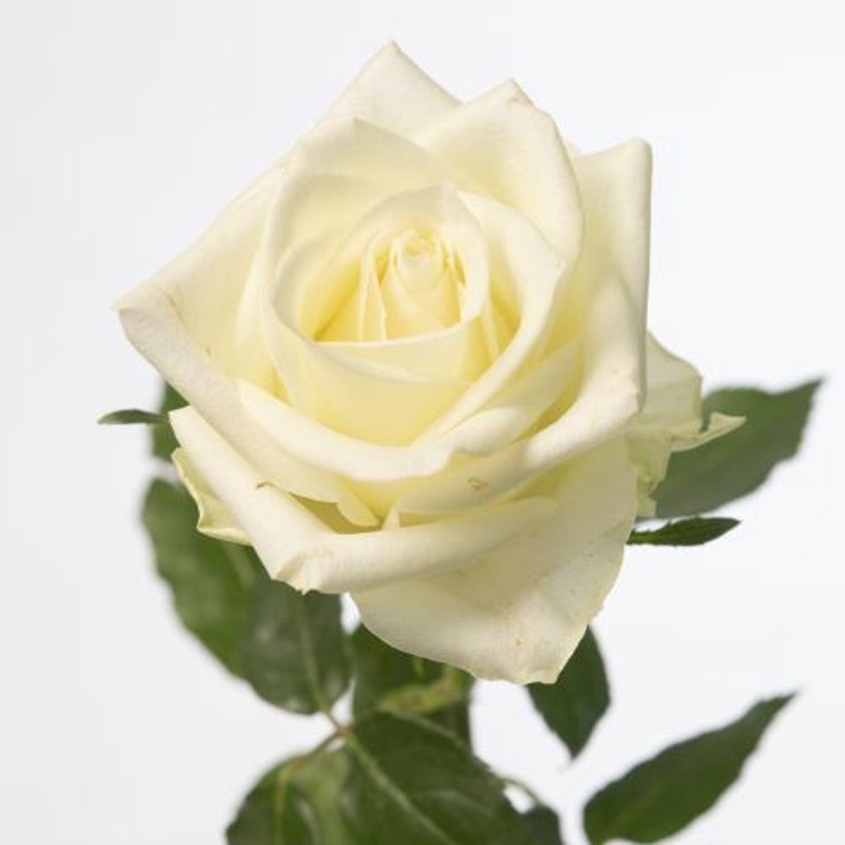 20x Rosa mont royal 70cm