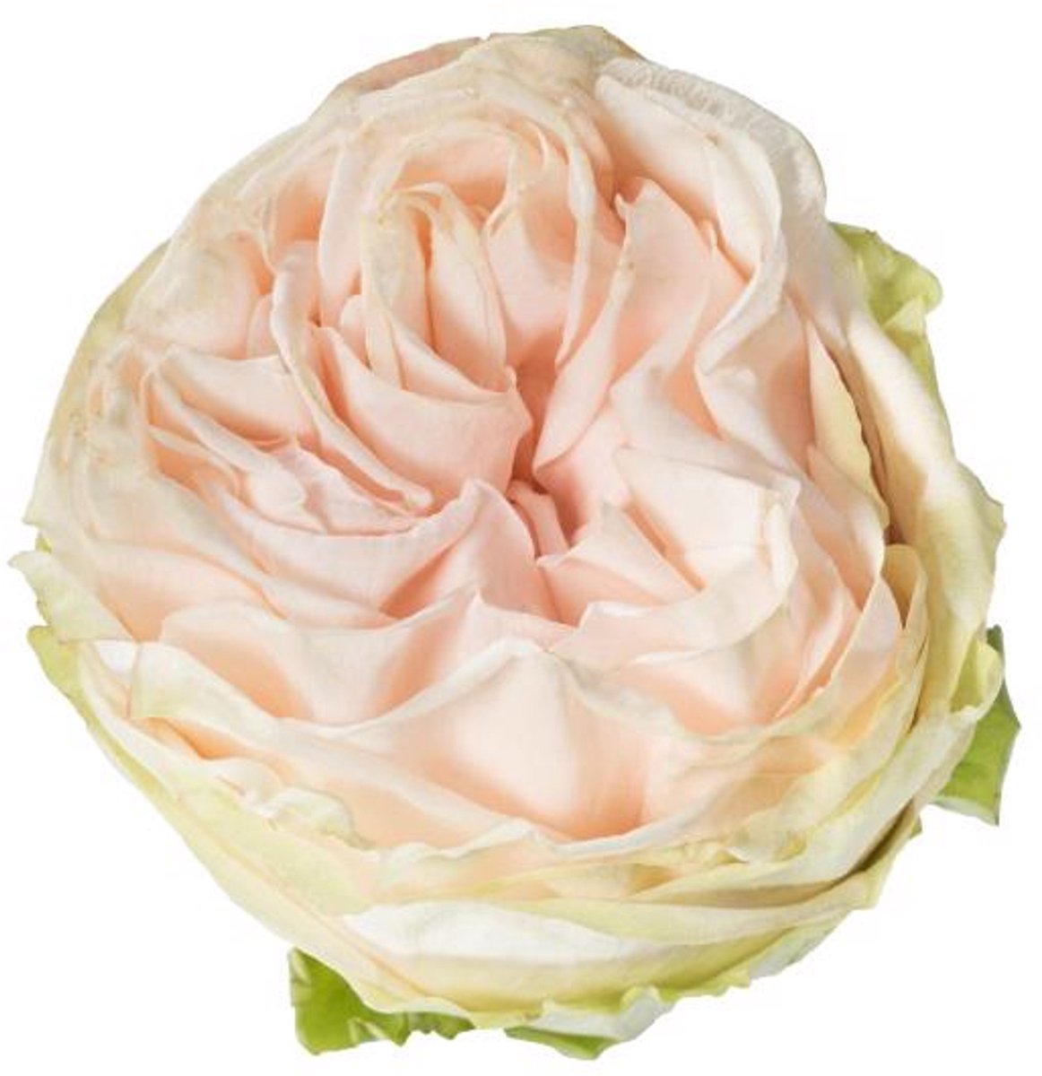 25x Rosa wedding spirit 50cm
