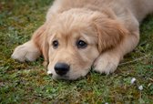 Poster Golden Retriever - Large 50x70 cm - Schattige hond - (Dieren/Honden)