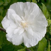 Hibiscus syriacus 'White Chiffon' - Tuinhibiscus - Planthoogte: 40-50 cm - Pot Ø 19 cm (3 liter)
