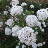 Viburnum Carlcephalum - Sneeuwbal - 40-60 cm in pot: Rondvormige struik met sterk geurende witte bloemen.