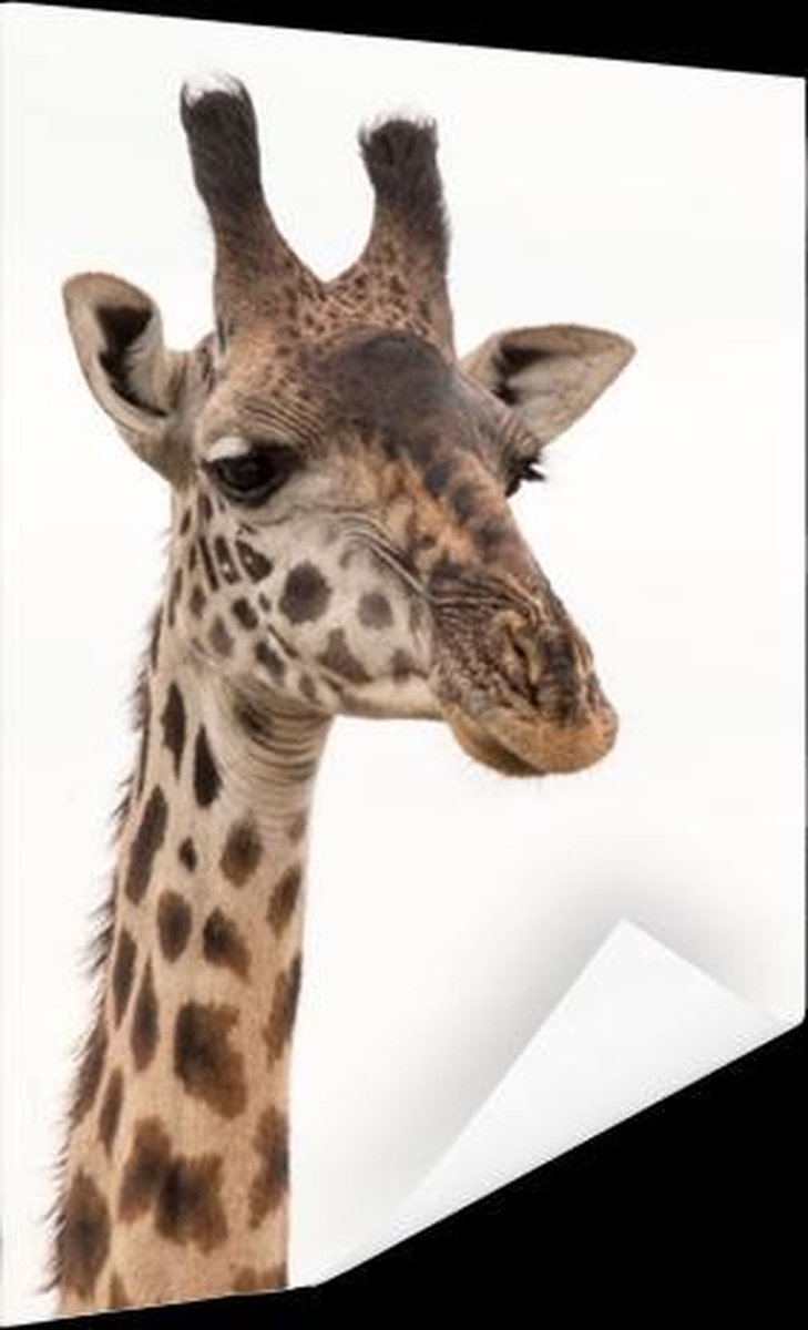 Poster Giraffe - Dier - Wit - 80x120 cm