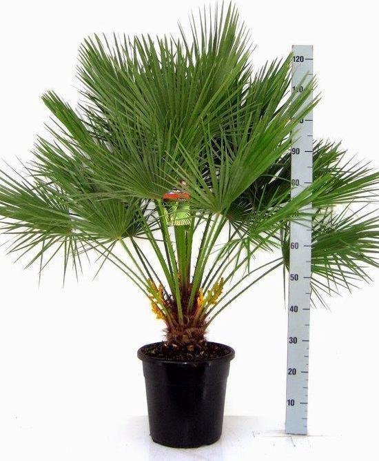 Winterharde palmboom Chamaerops Humilis palmboom - Hoogte: 120cm - Pot 30cm  | bol.com