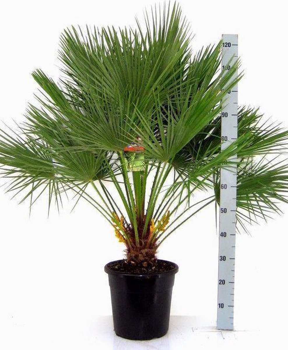 Verpersoonlijking Geduld negeren Winterharde palmboom Chamaerops Humilis palmboom - Hoogte: 120cm - Pot 30cm  | bol.com