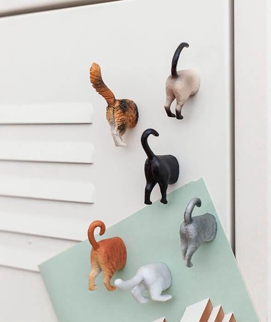 Waarom hebben katten snorharen? | Waarom katten….? | Katten | Gids