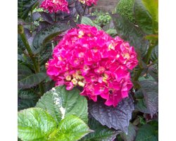 Hydrangea Macrophylla 'Merveille Sanguinea' - Boerenhortensia - 25-30 cm pot: Hortensia met rode tot paarse bloemen.