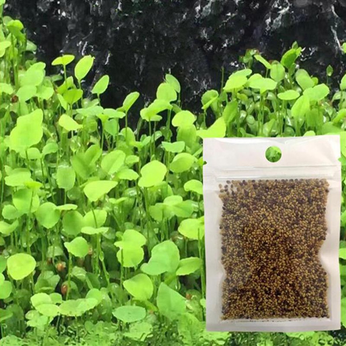 Aquarium Graszaad Planten Love Leaf