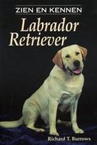 Labrador Retriever Zien En Kennen