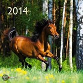 2014 A&I Horses Calendar