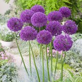 25 x Allium Alfl. Purple Sensation